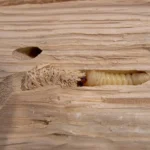 korniki w domu larwy